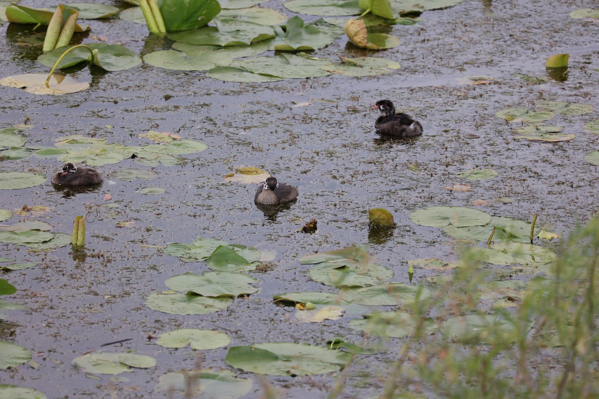 Pied-billed Grebe - ML620288743