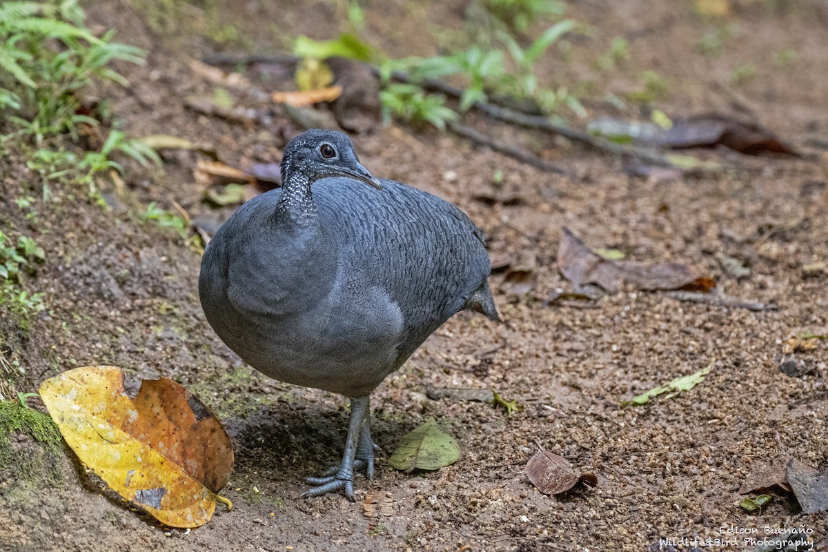 Gray Tinamou - ML620288744