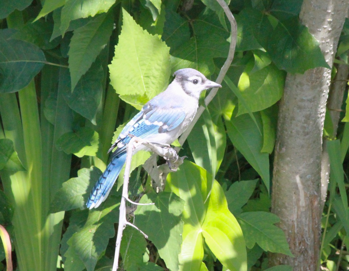 Blue Jay - ML620288745