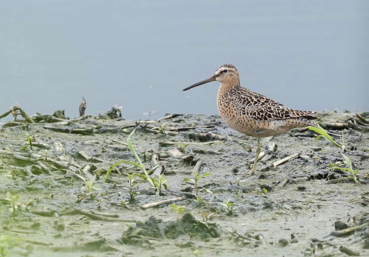 Short-billed Dowitcher - ML620288746