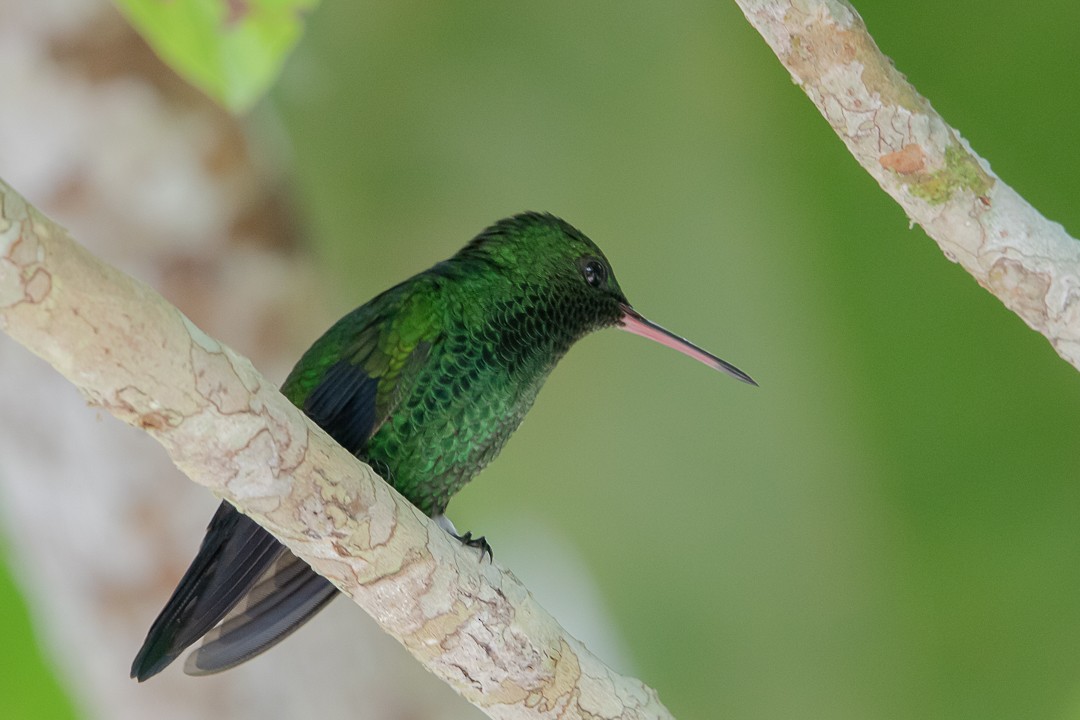 Western Emerald - ML620288748