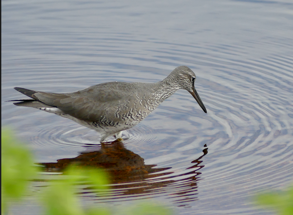 Wanderwasserläufer - ML620288749