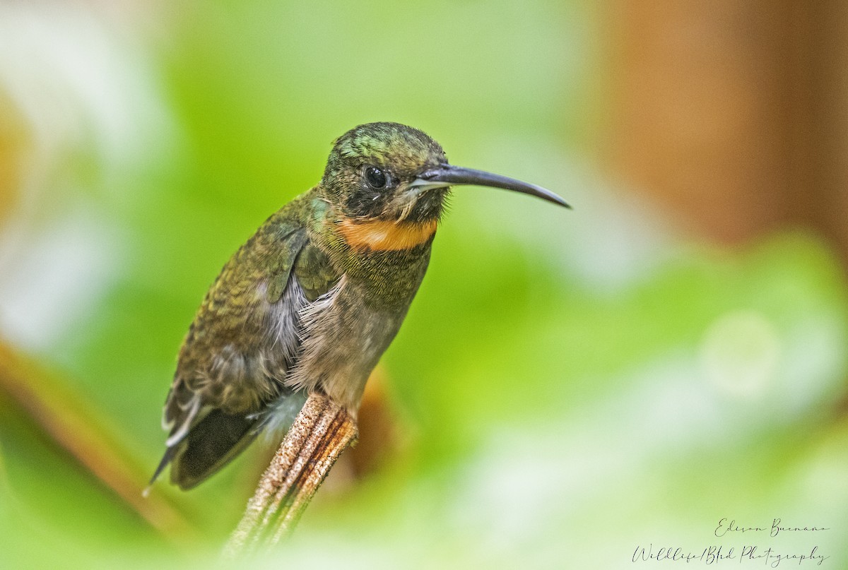 Pale-tailed Barbthroat - ML620288753