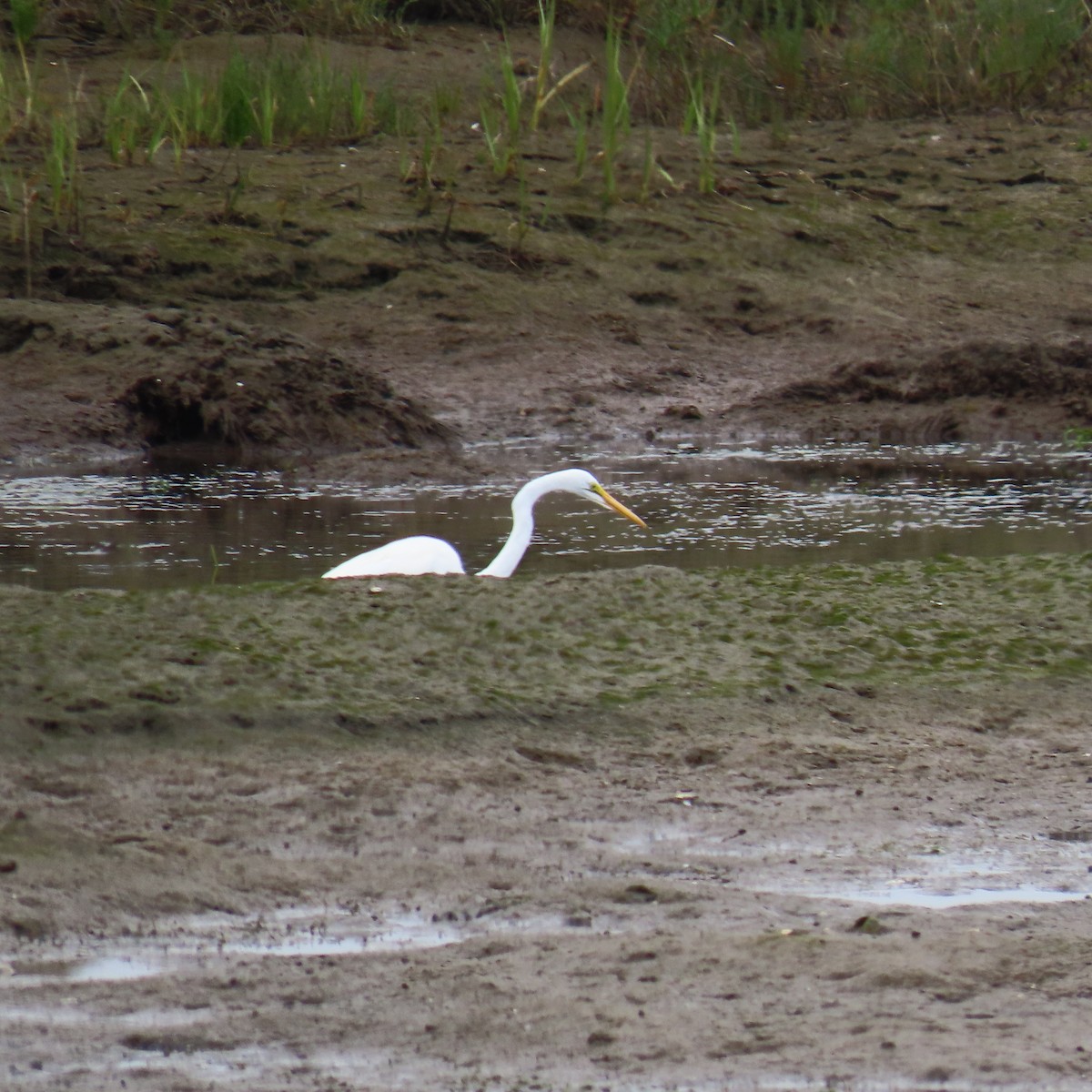 Great Egret - ML620288754