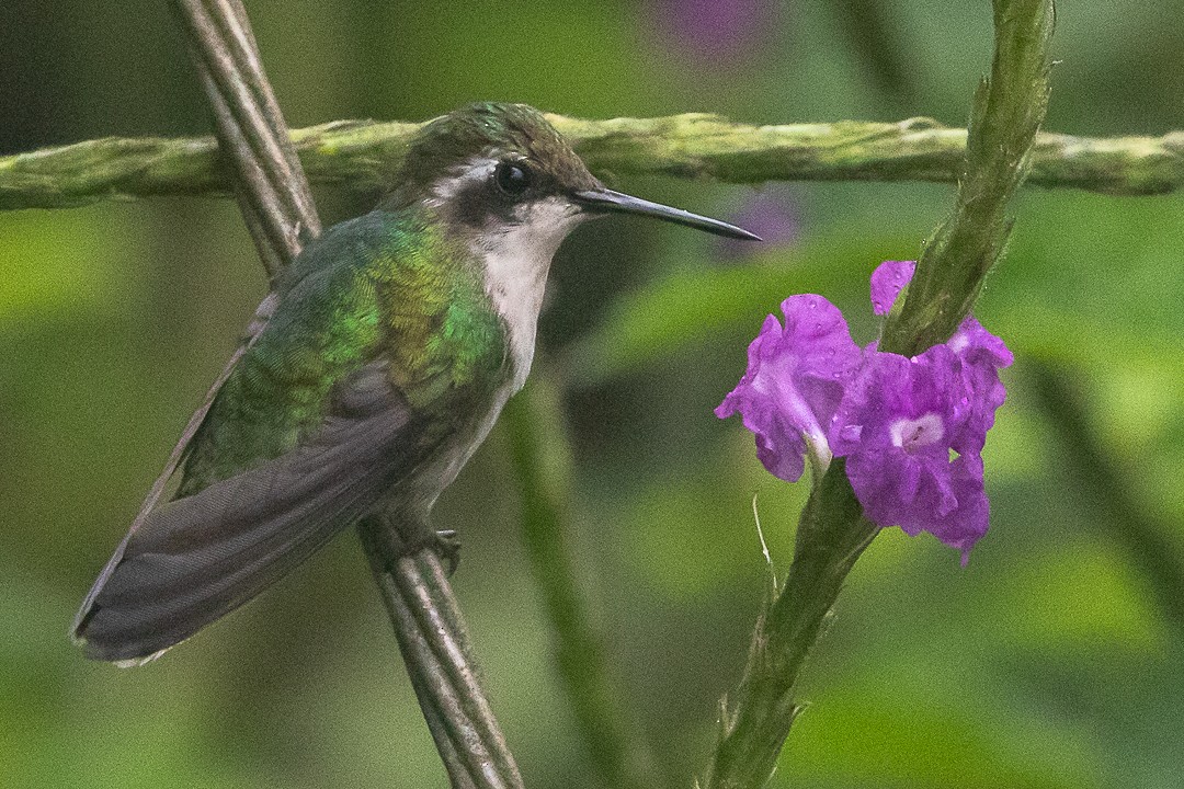 kolibřík blýskavý - ML620288755