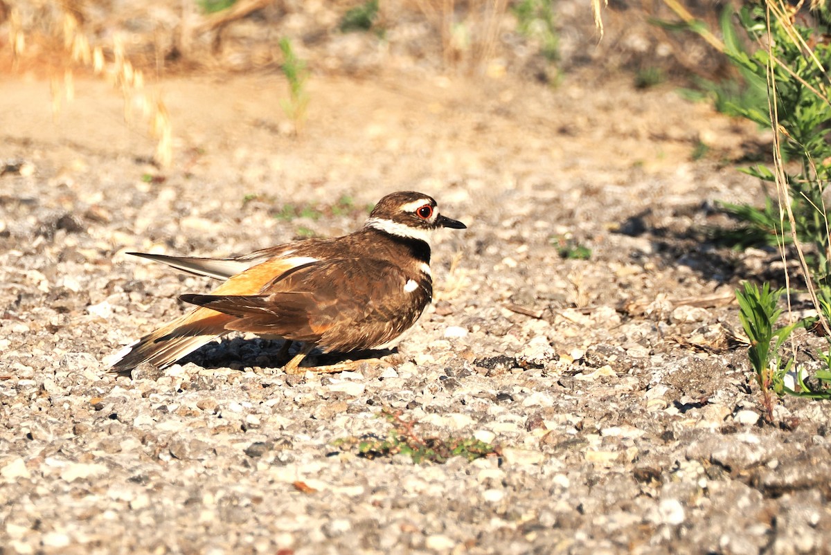 Killdeer - ML620288757