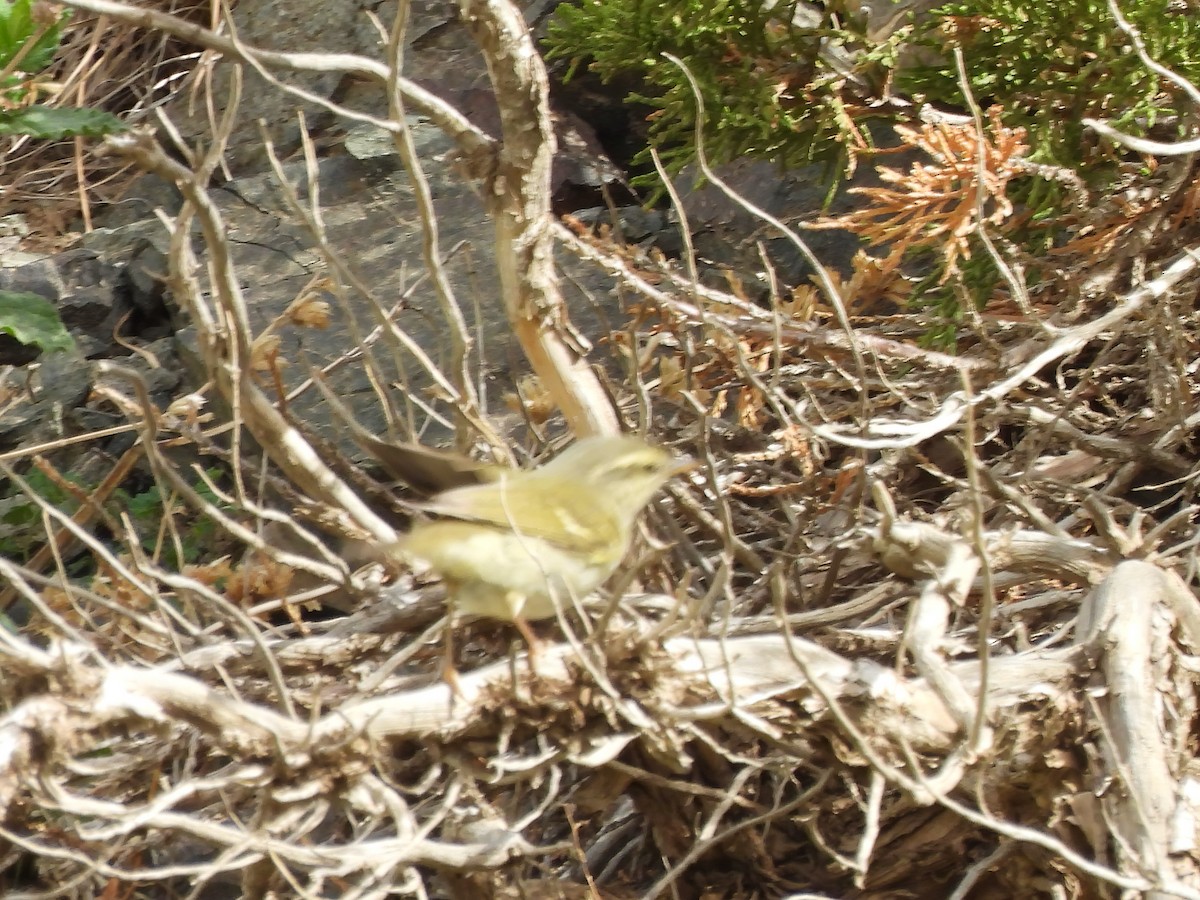 Two-barred Warbler - ML620288761