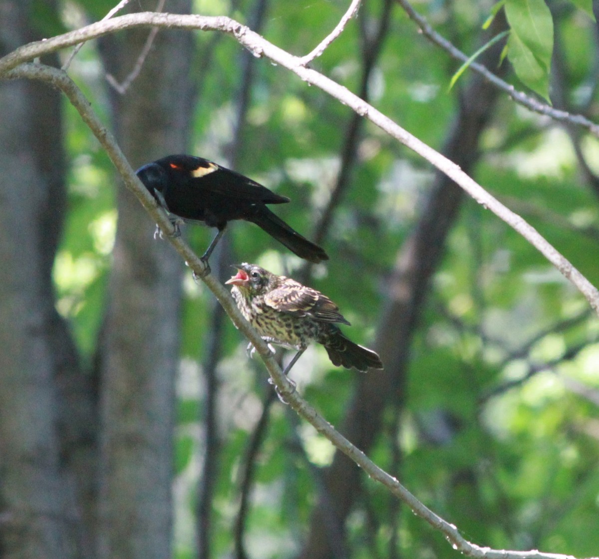 Red-winged Blackbird - ML620288763