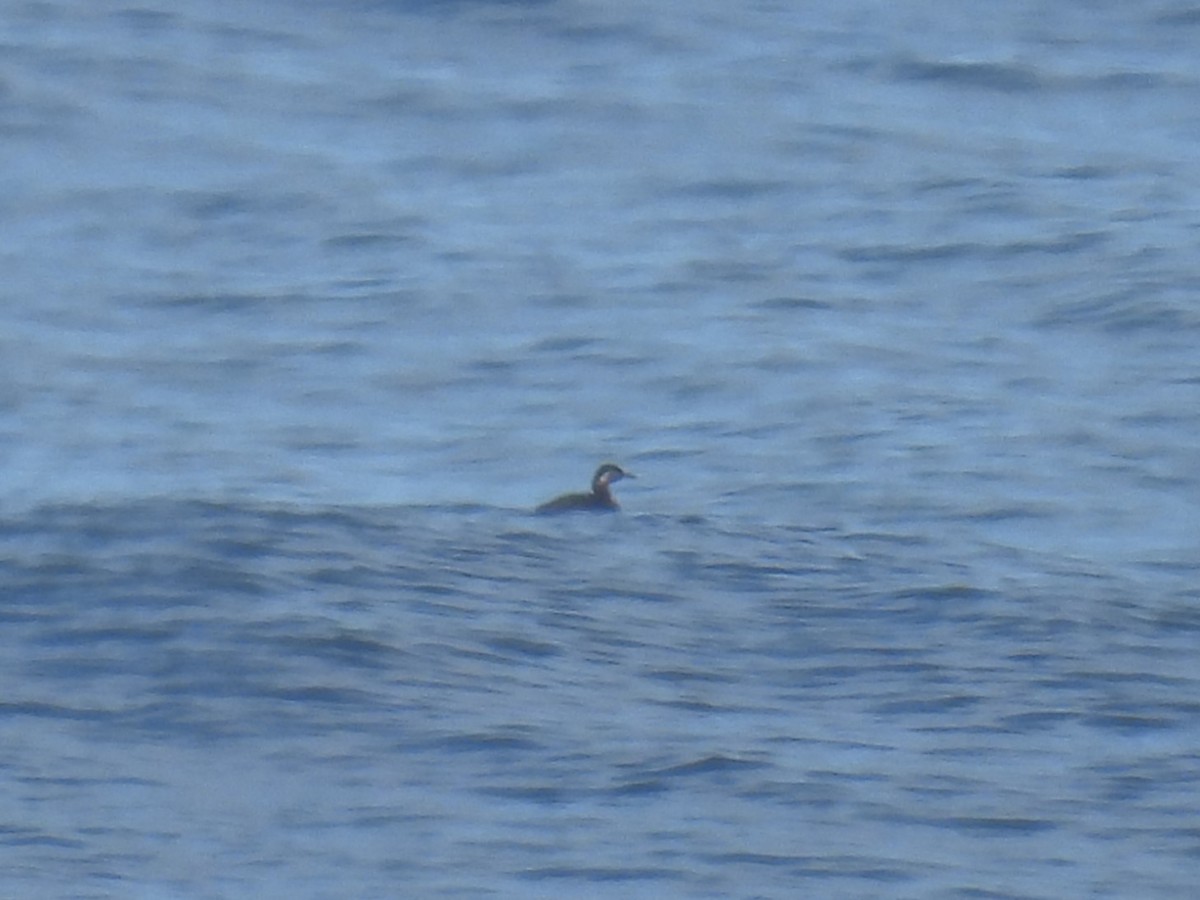 Red-necked Grebe - ML620288764