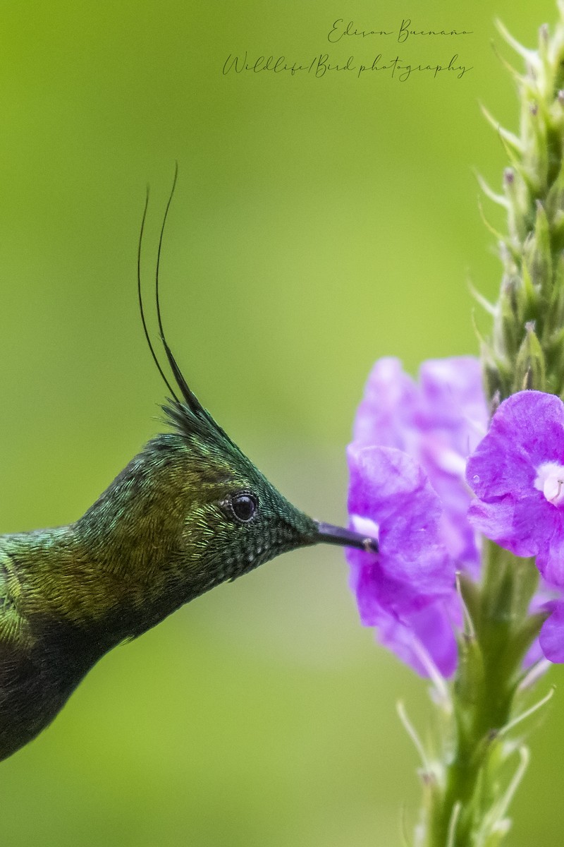 Wire-crested Thorntail - ML620288767