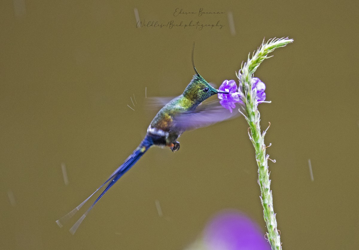 Wire-crested Thorntail - ML620288768