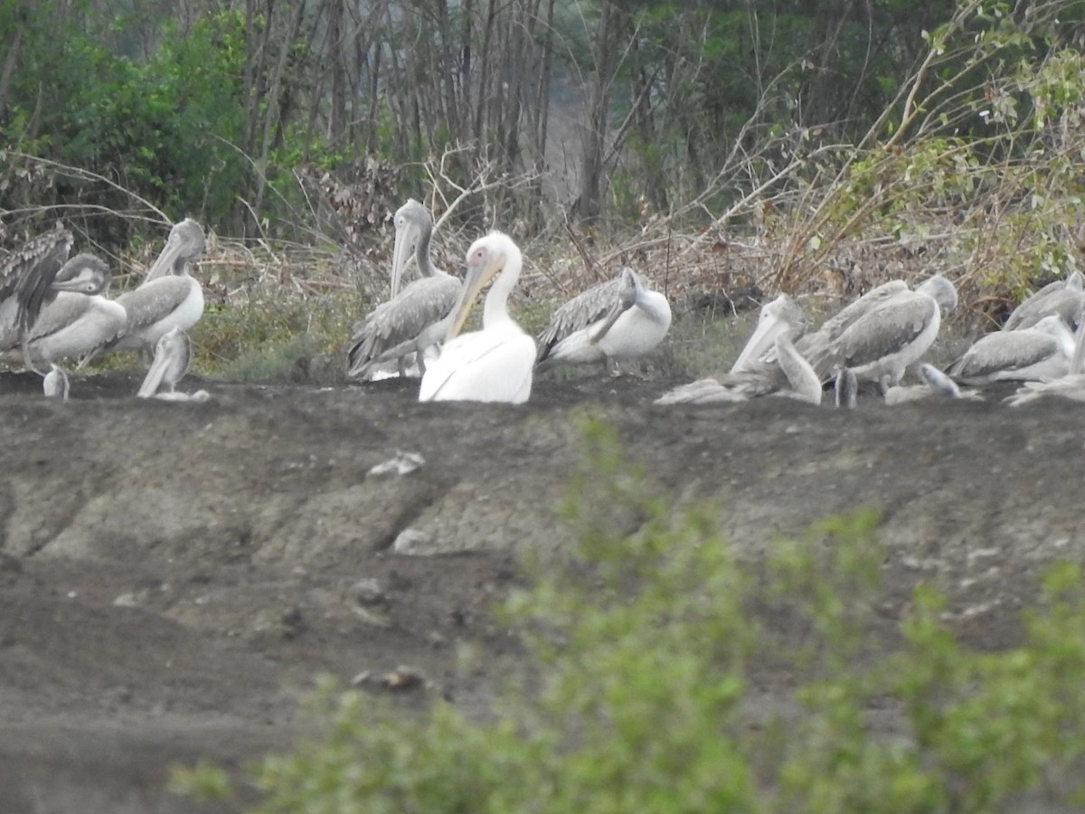 Great White Pelican - Suebsawat Sawat-chuto