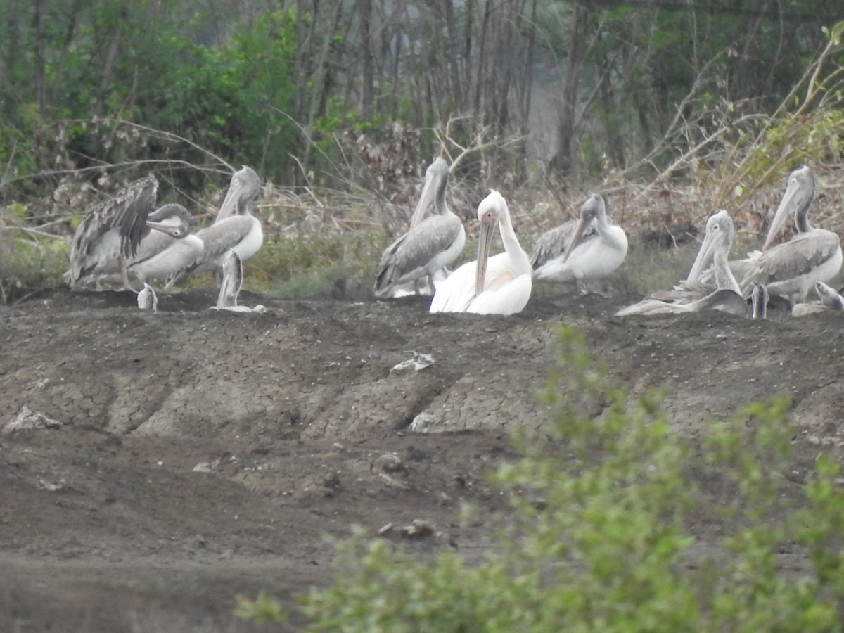 pelikán bílý - ML620288771
