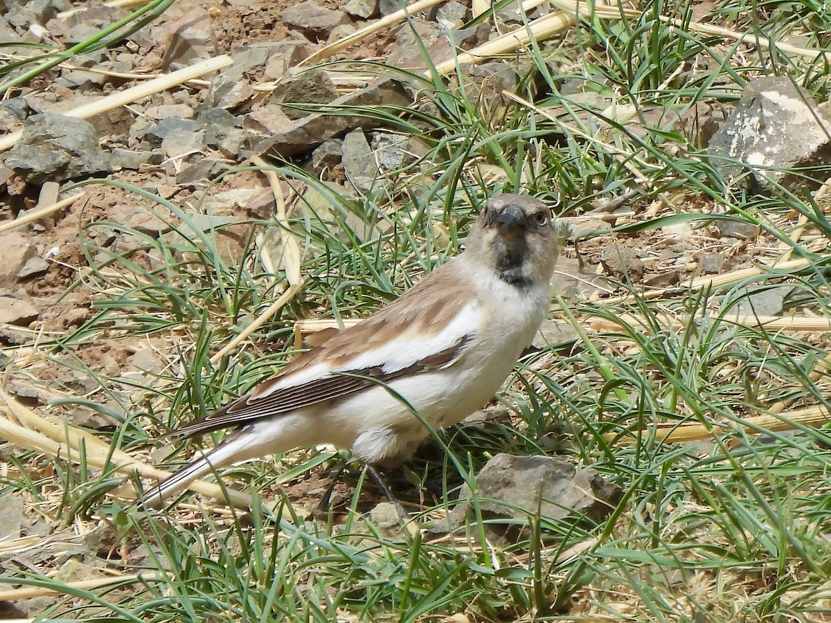 White-winged Snowfinch - ML620288782