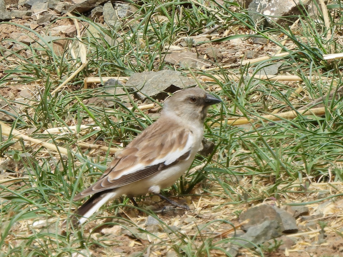 White-winged Snowfinch - ML620288783