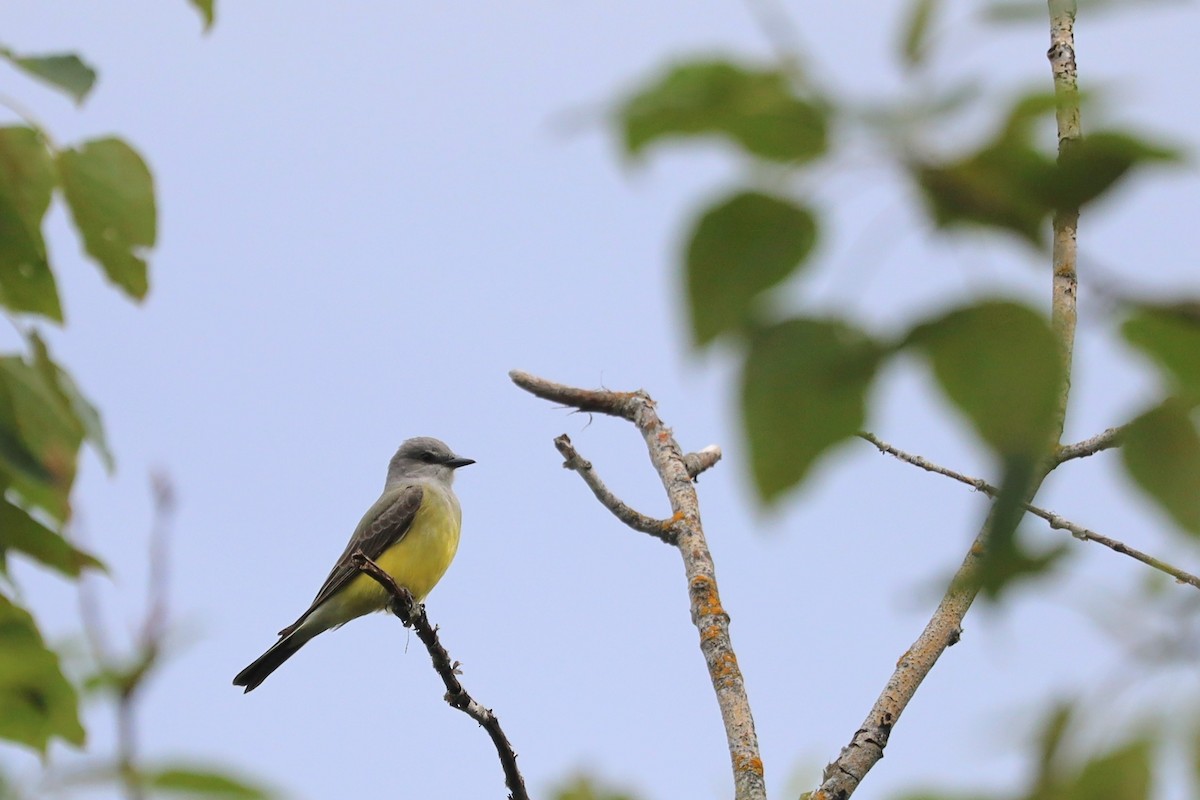 Western Kingbird - ML620288786