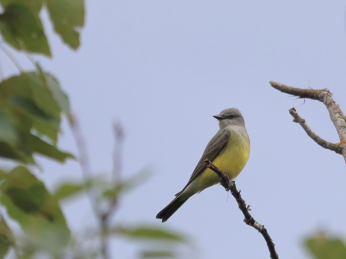 Western Kingbird - ML620288788