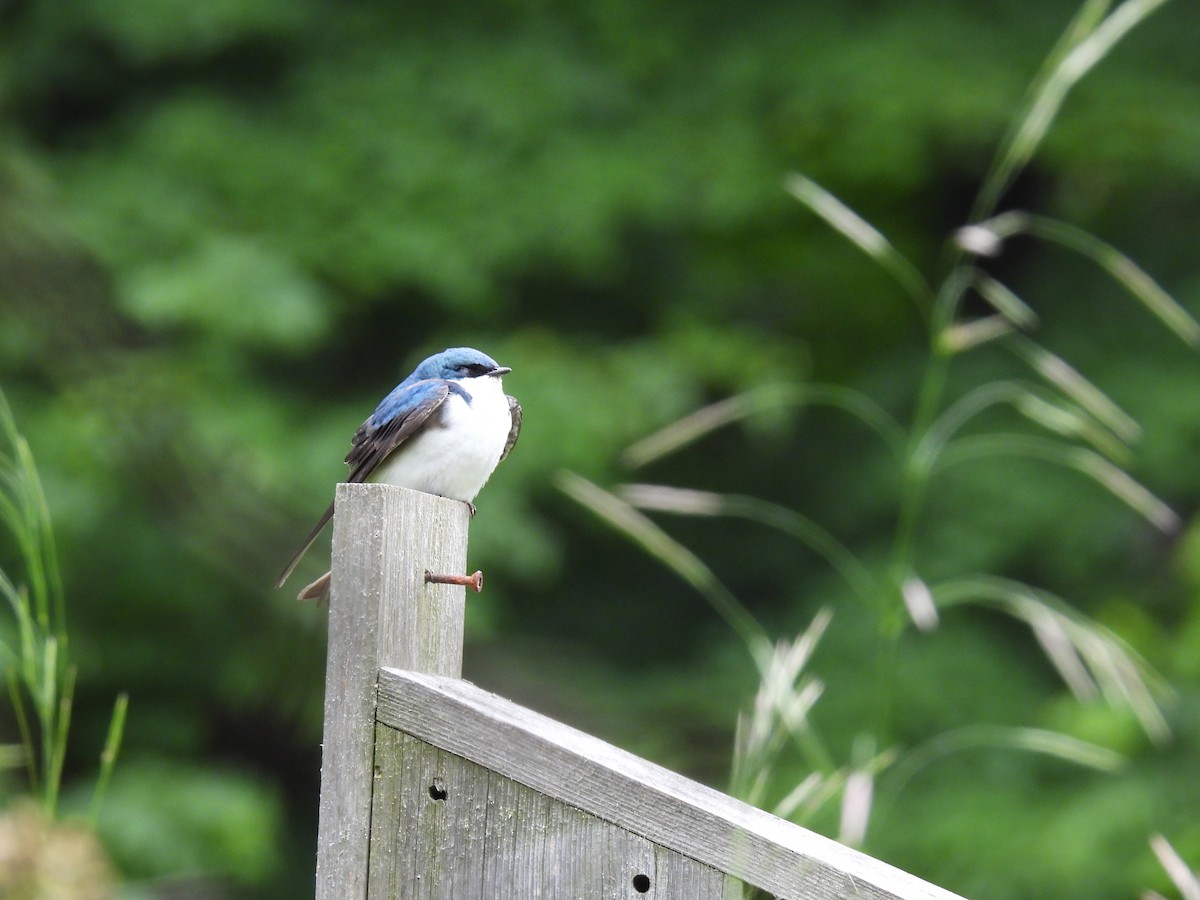 Tree Swallow - ML620288790