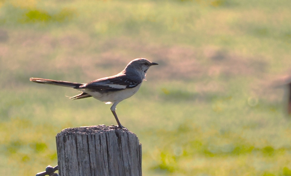 Northern Mockingbird - ML620288792