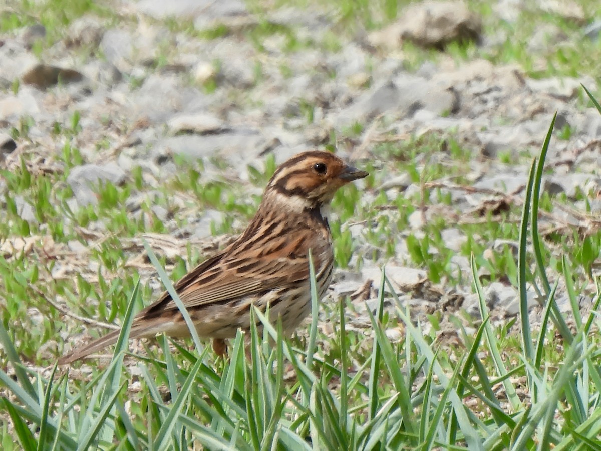 Little Bunting - ML620288795