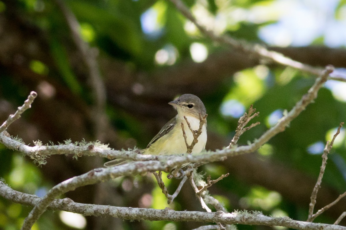 Bell's Vireo - ML620288799