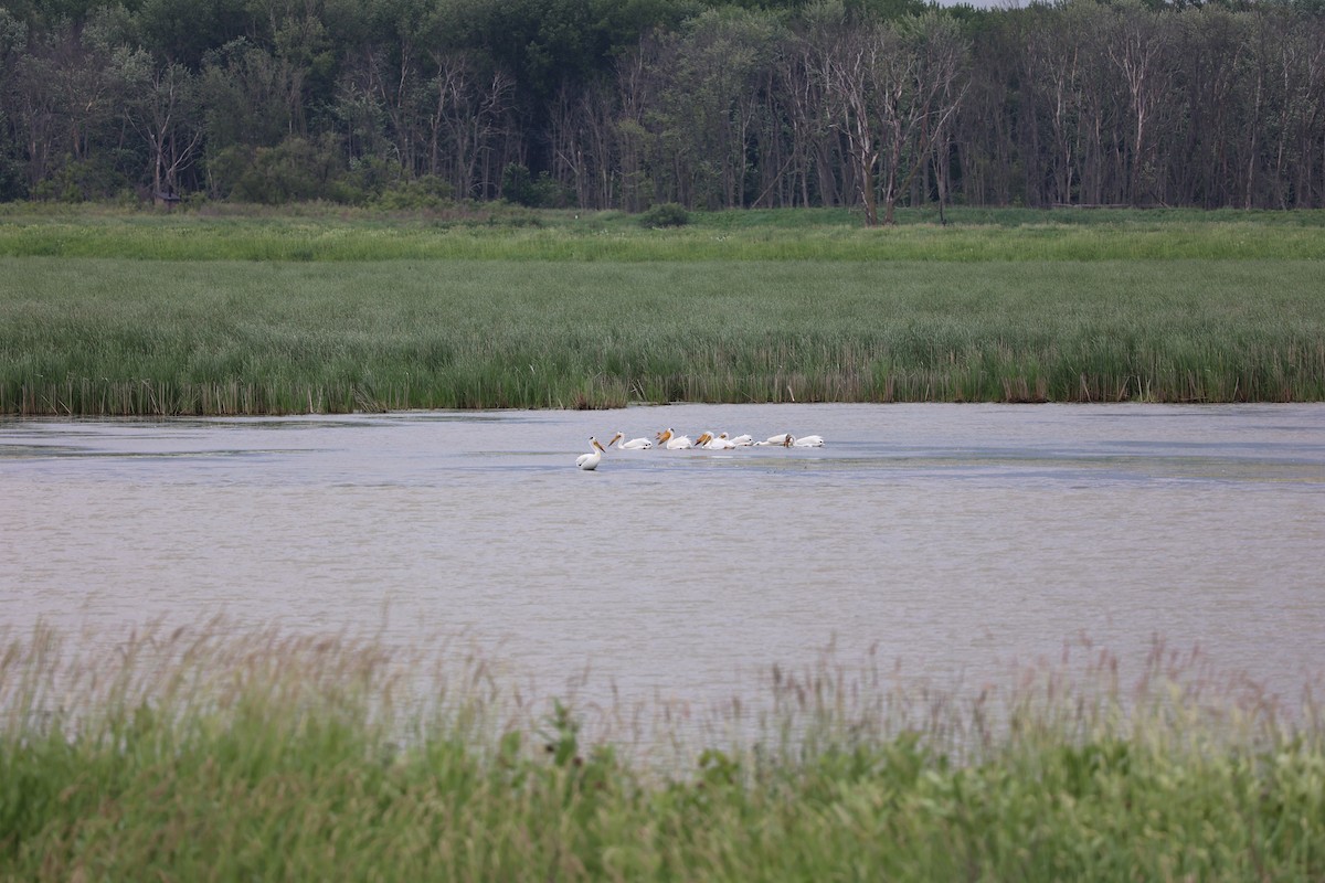 American White Pelican - Kristin Hayes