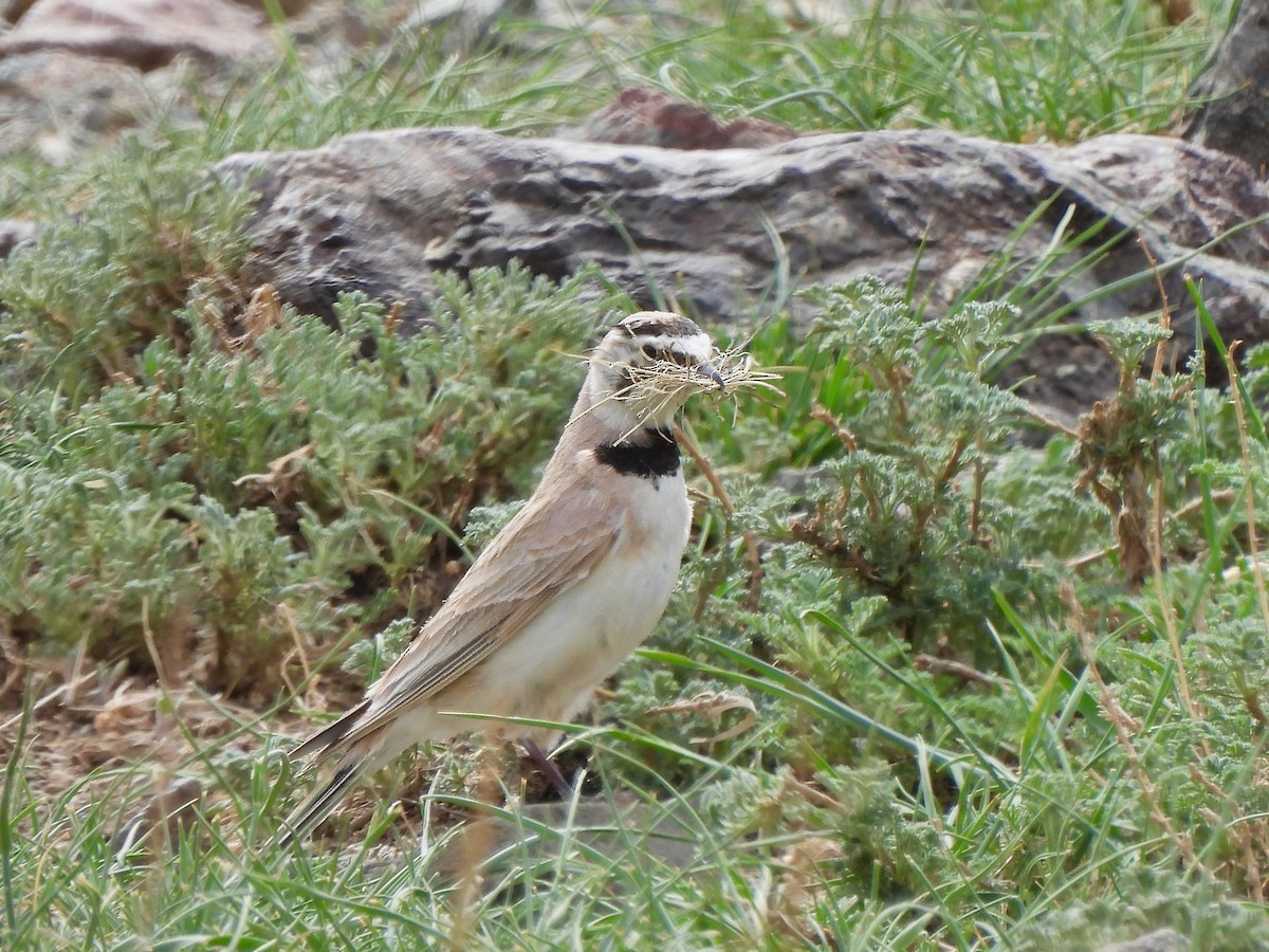 Horned Lark (Brandt's) - ML620288804