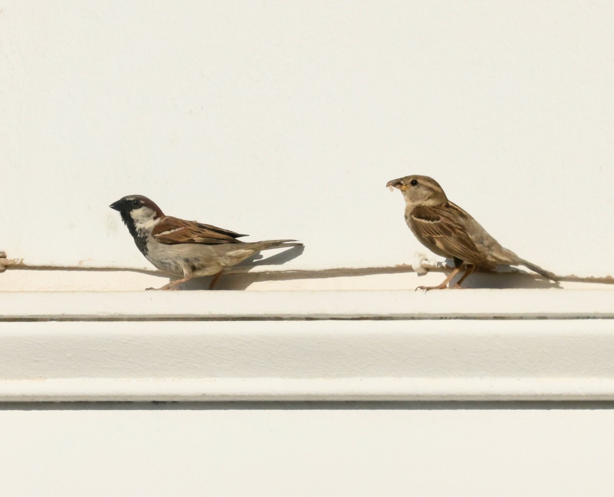 House Sparrow - ML620288809