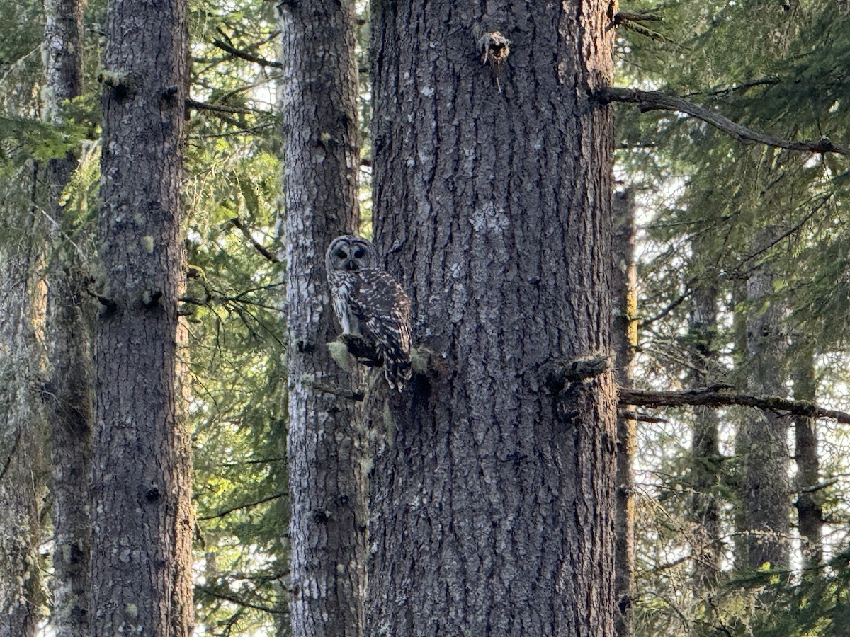 Barred Owl - Jeff and Avery Nichols