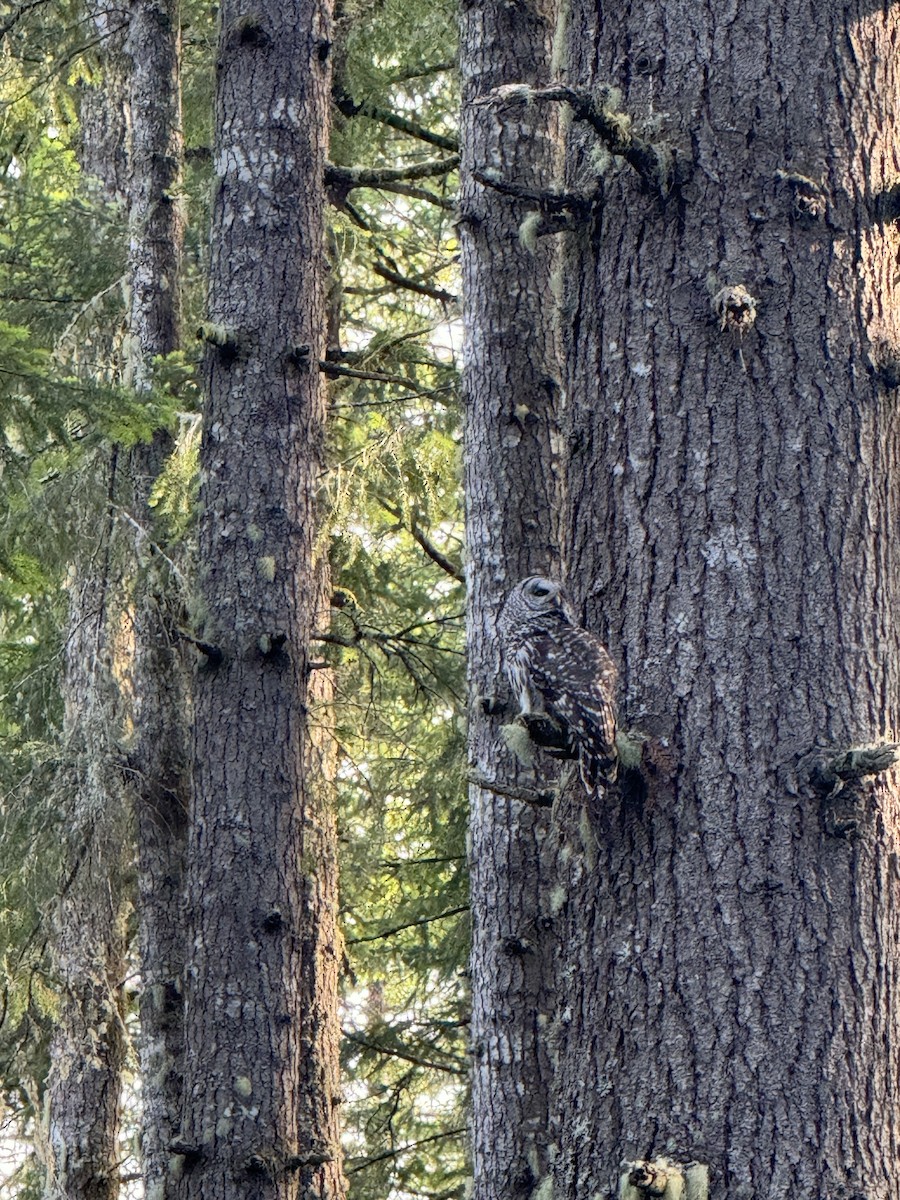 Barred Owl - ML620288811