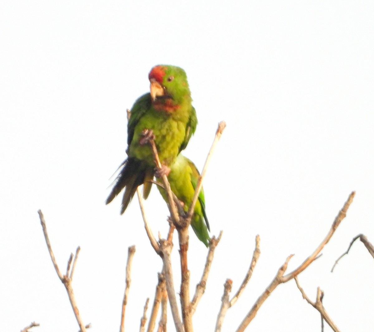 Scarlet-fronted Parakeet - ML620288812