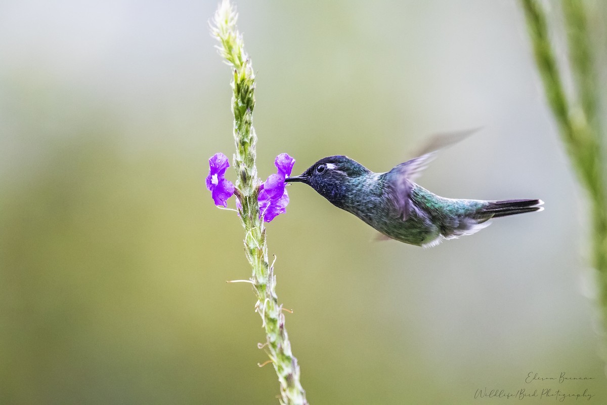 Colibri à tête violette - ML620288813