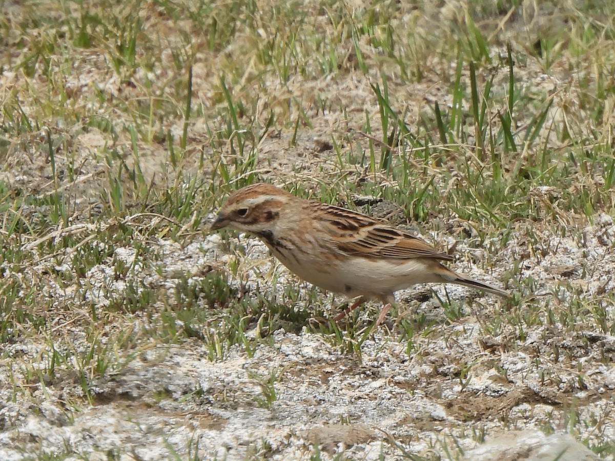 Pallas's Bunting - ML620288815