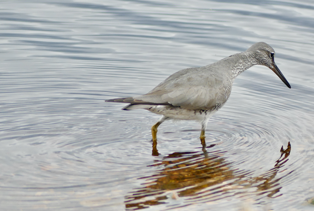 Wandering Tattler - ML620288816