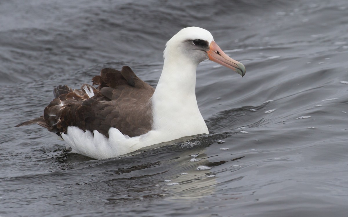 albatros laysanský - ML620288818