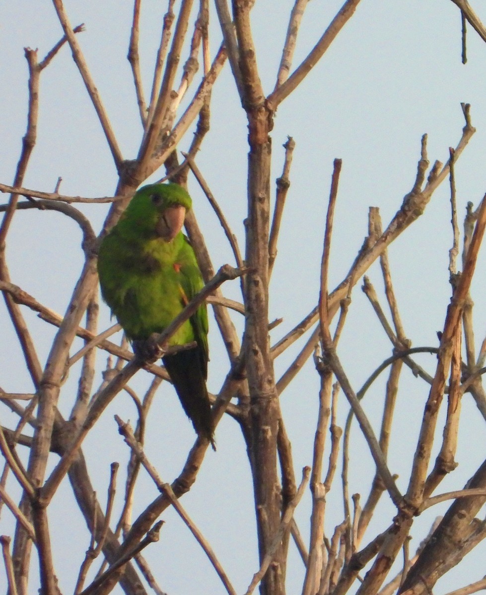 メジロメキシコインコ - ML620288819