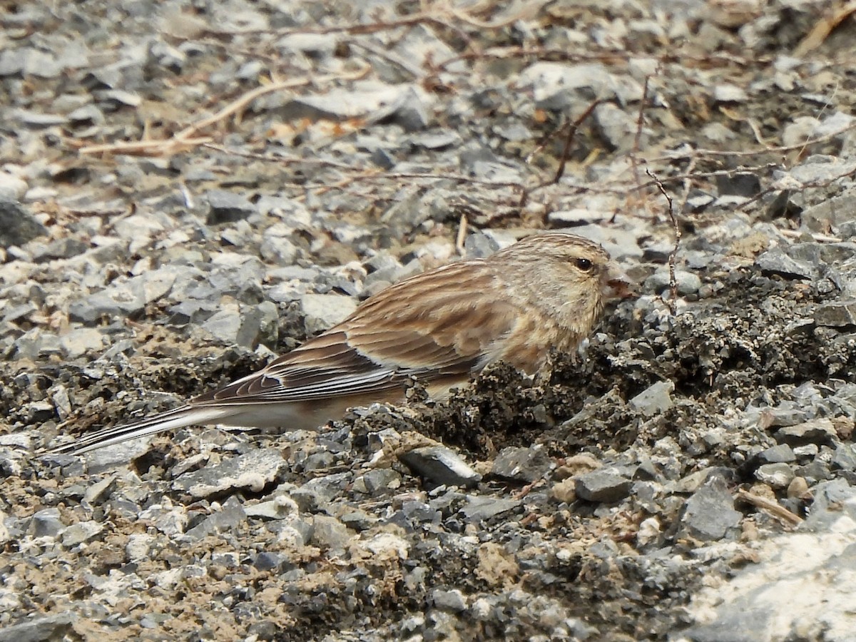 Linotte à bec jaune - ML620288820