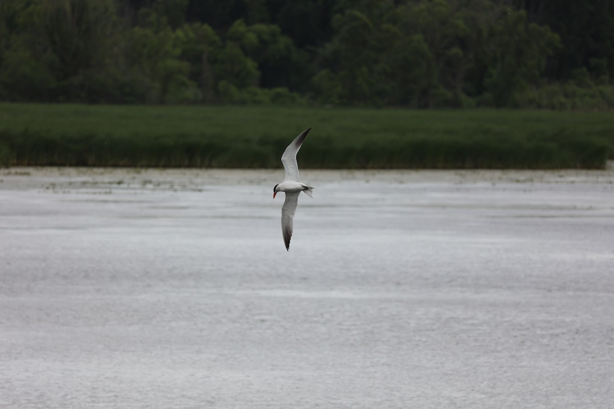 Caspian Tern - ML620288822