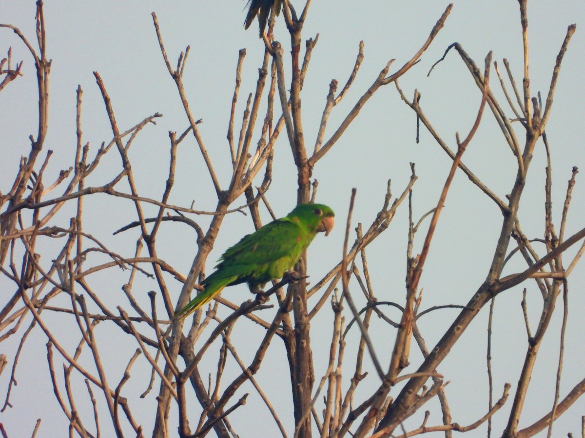 Aratinga Ojiblanca - ML620288827