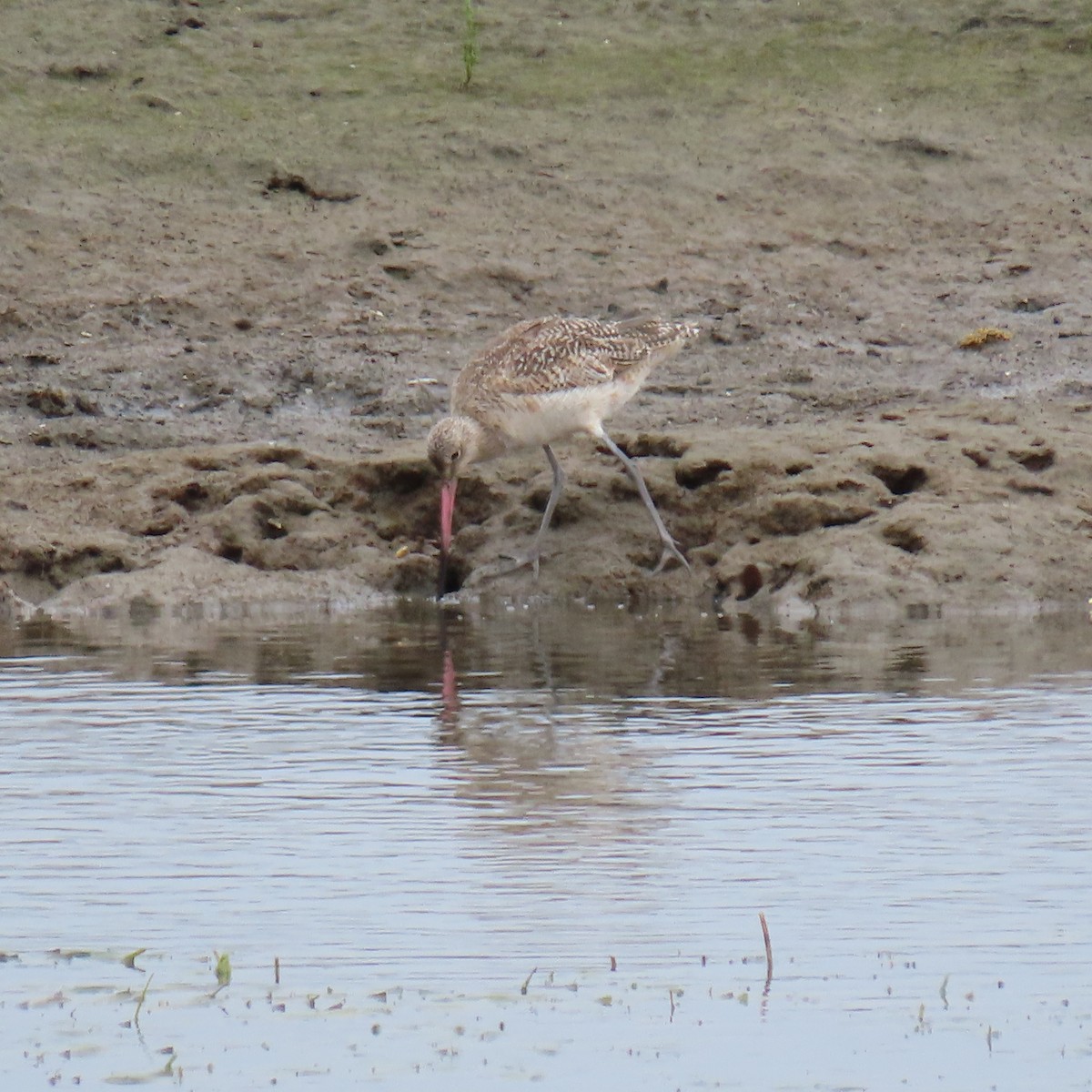 Marbled Godwit - ML620288828