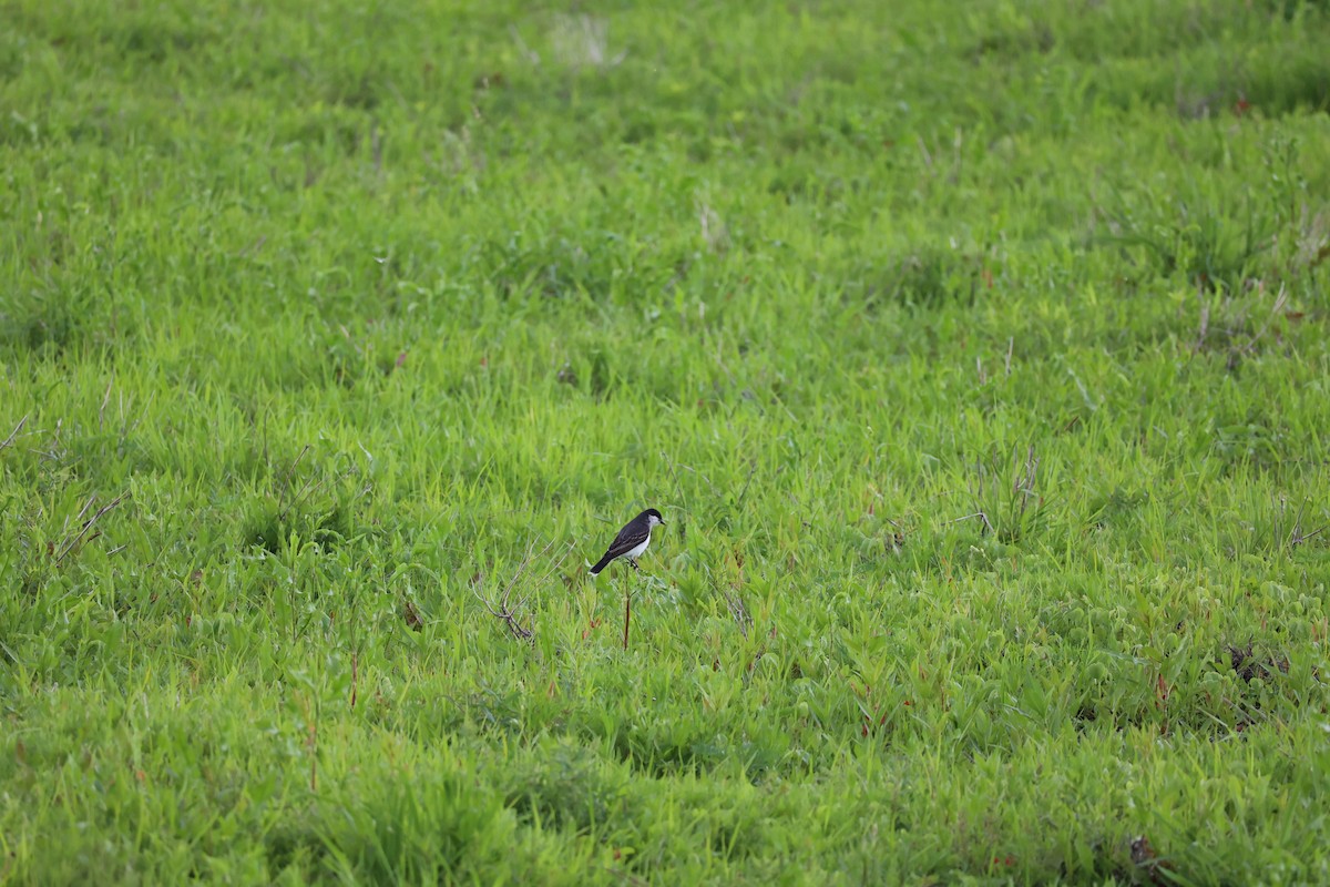 Eastern Kingbird - ML620288839