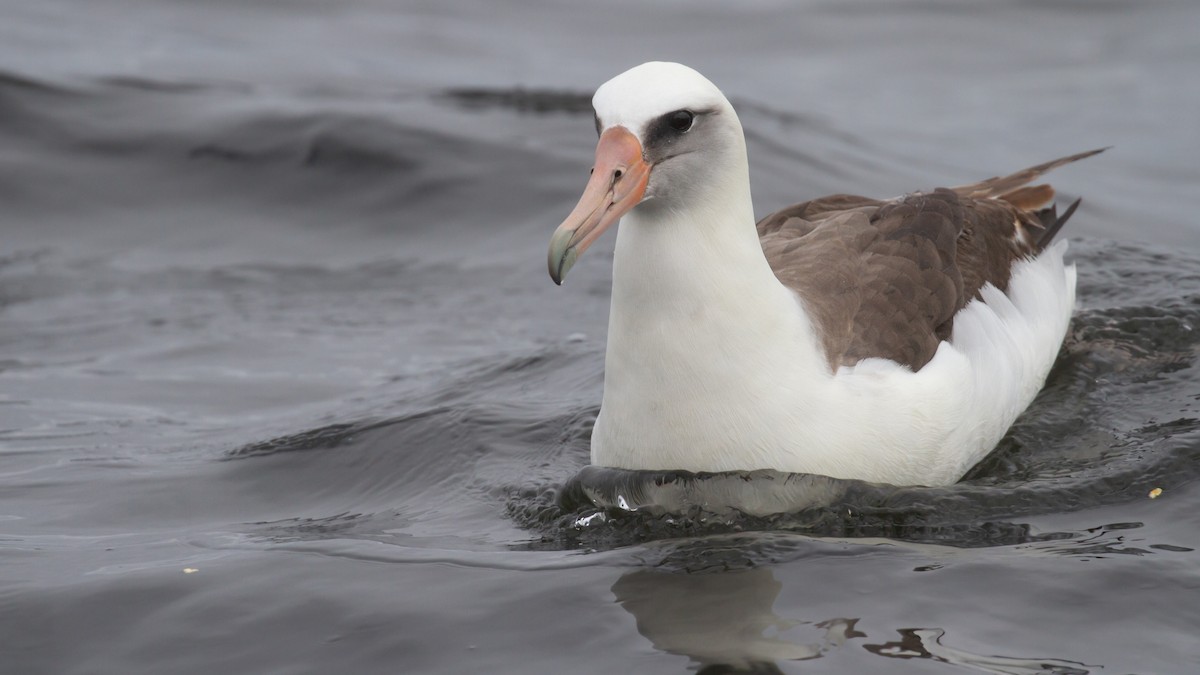 albatros laysanský - ML620288842