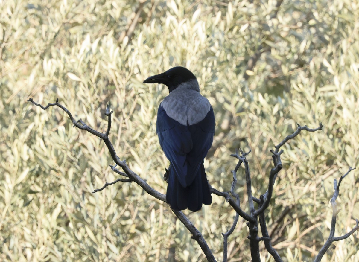 Hooded Crow - ML620288844
