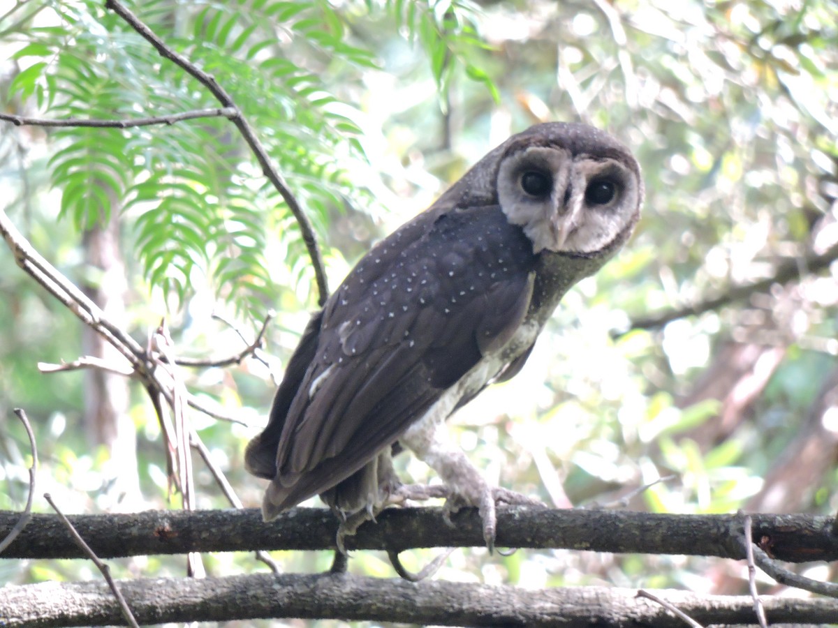 Sooty Owl - ML620288846