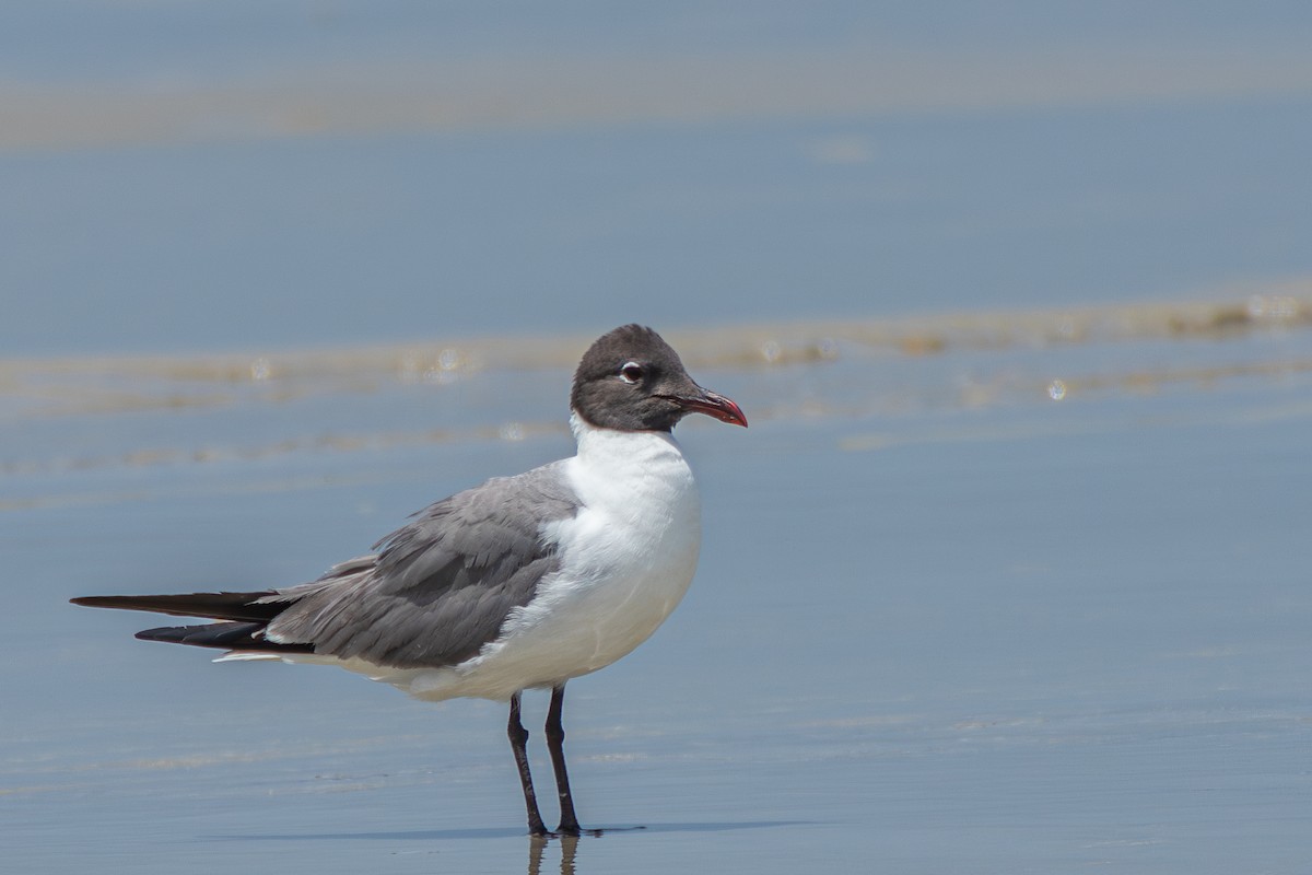 Laughing Gull - ML620288852