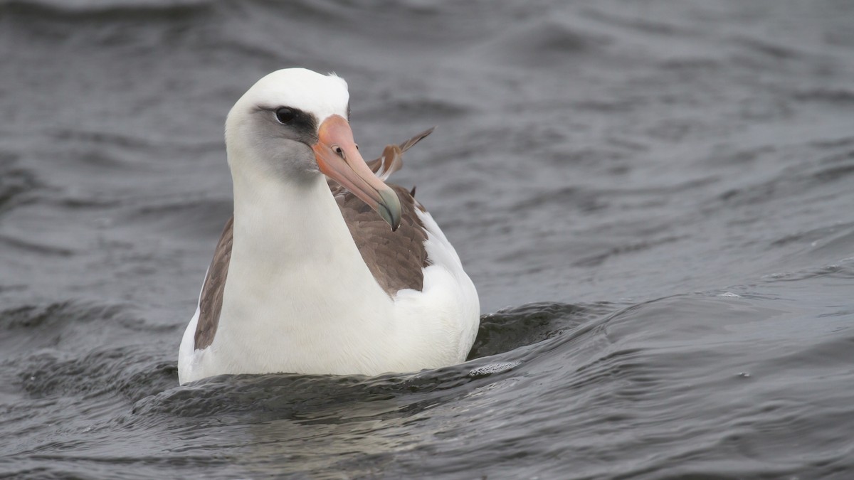 Laysan Albatross - ML620288853