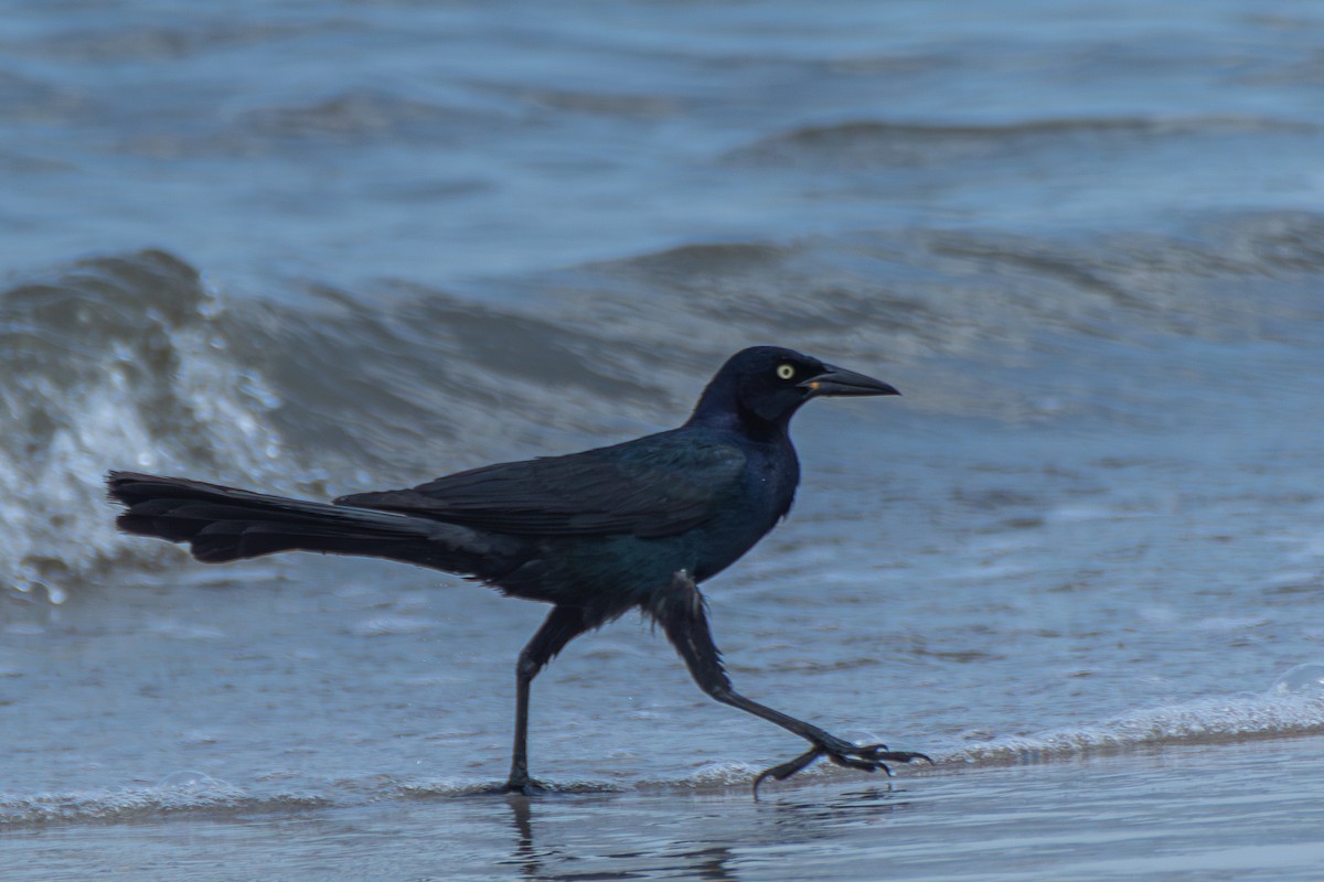 Boat-tailed Grackle - ML620288855