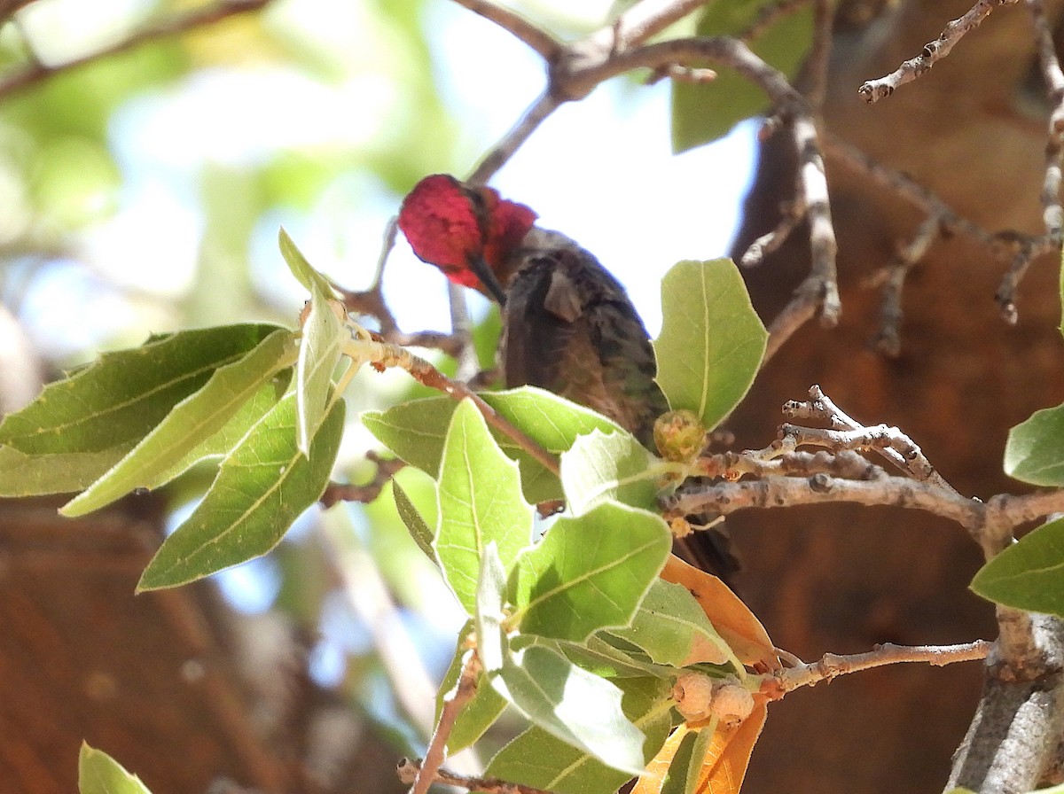 Colibrí de Anna - ML620288859