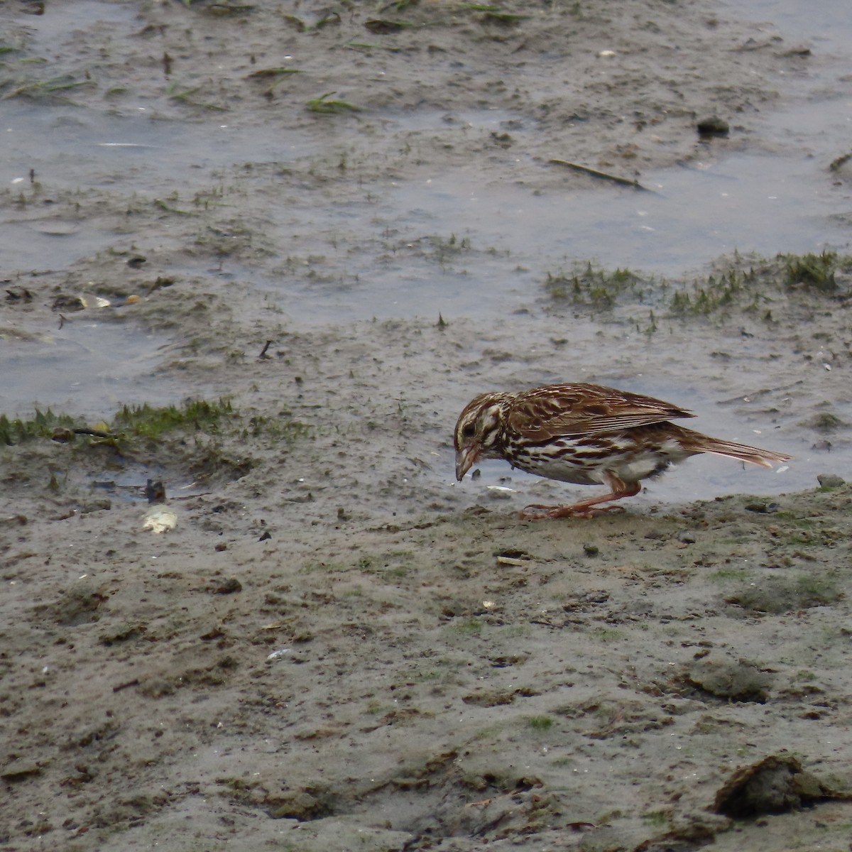 Savannah Sparrow - Brian Nothhelfer