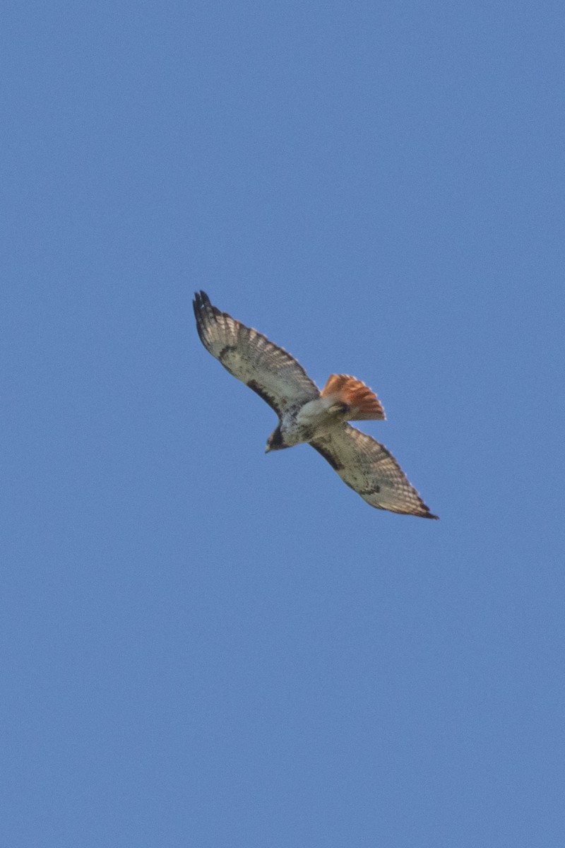 Red-tailed Hawk - ML620288862